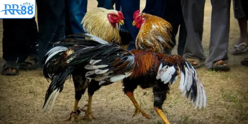 Xem đá gà trực tuyến RR88 nền tảng uy tín hàng đầu